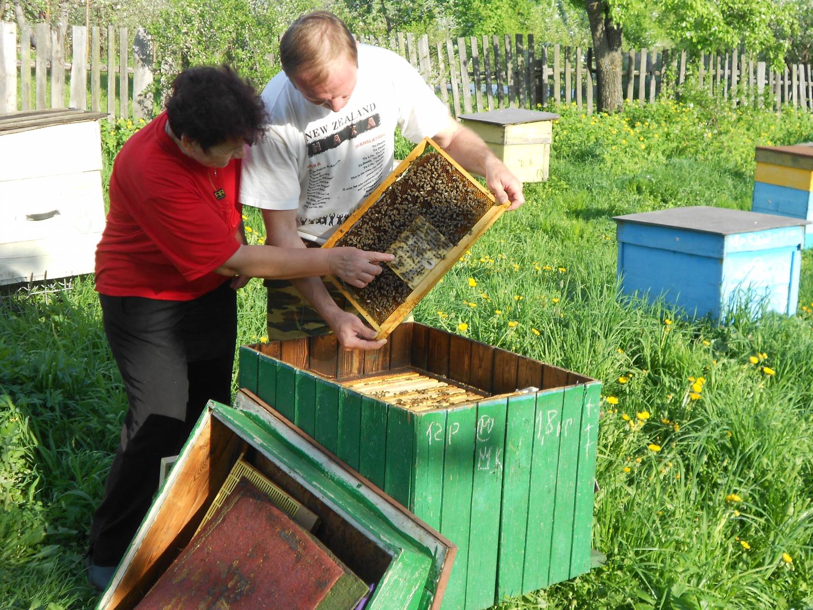 Купить пчелосемьи в белгородской области. Пчелопакеты Карника Бакфаст. Пчелопакеты Карника на 2021г. Пчелопакеты Бакфаст на 2023 год.